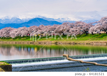 青空と一目千本桜　宮城県大河原町 64181521