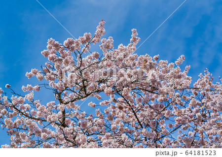 青空と一目千本桜　宮城県大河原町 64181523