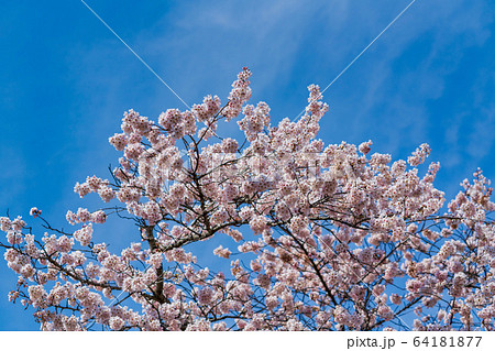 青空と一目千本桜　宮城県大河原町 64181877