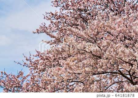 青空と一目千本桜 宮城県大河原町 青空と一目千本桜 宮城県大河原町 64181878