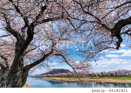 青空と一目千本桜 宮城県大河原町 青空と一目千本桜 宮城県大河原町 64181921