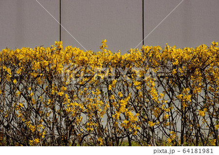 黄色いレンギョウの花 垣根の写真素材