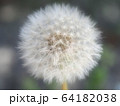 たんぽぽの綿毛 64182038