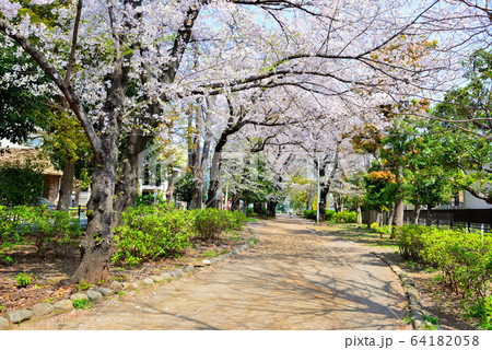 東京 玉川上水跡 桜並木の風景 東京 玉川上水跡 桜並木の風景 64182058