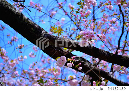 東京 玉川上水跡 桜並木の風景 東京 玉川上水跡 桜並木の風景 64182189