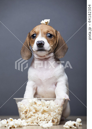 image of dog popcorn dark background  64182304