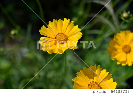 オオキンケイギク 64182735