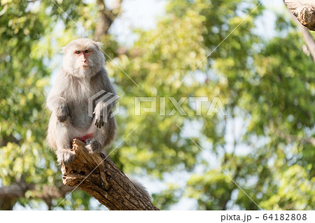 Monkey on the tree, zoo in Taiwan, Asia. 64182808