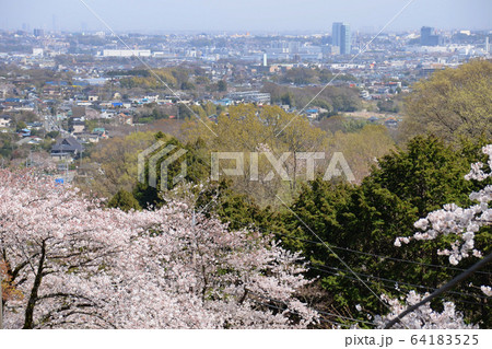 神奈川県厚木市 飯山白山森林公園の桜と厚木の街 神奈川県厚木市 飯山白山森林公園の桜と厚木の街 64183525