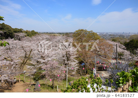 神奈川県厚木市 飯山白山森林公園の桜と厚木の街 神奈川県厚木市 飯山白山森林公園の桜と厚木の街 64183527