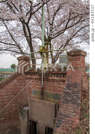 笹原門樋 満開の桜 川越市 笹原門樋 満開の桜 川越市 64183537
