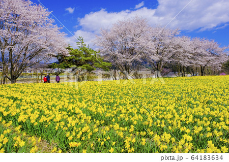花盛りの岩井親水公園２ 64183634