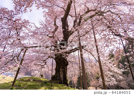 福島県 川俣町 秋山の駒ザクラ 福島県 川俣町 秋山の駒ザクラ 64184053