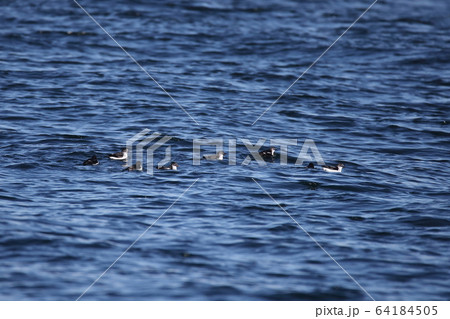 コウミスズメの群れ 64184505