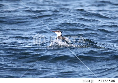 ウミガラスの冬羽 64184506