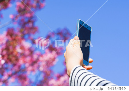 女子 女性 桜 サクラ 春 スマホ 撮る SNS シェア 共有 5G テクノロジー 人物 日本人 女子 女性 桜 サクラ 春 スマホ 撮る SNS シェア 共有 5G テクノロジー 人物 日本人 64184549
