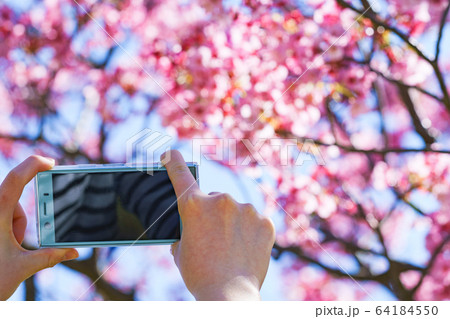 女子 女性 桜 サクラ 春 スマホ 撮る SNS シェア 共有 5G テクノロジー 人物 日本人 女子 女性 桜 サクラ 春 スマホ 撮る SNS シェア 共有 5G テクノロジー 人物 日本人 64184550