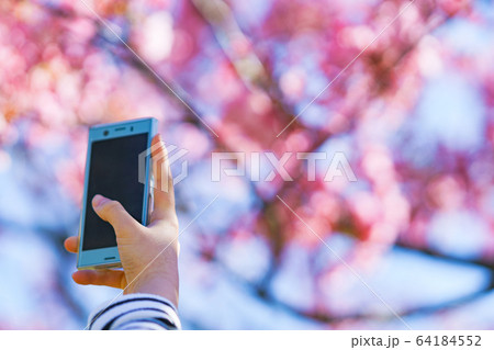 女子 女性 桜 サクラ 春 スマホ 撮る SNS シェア 共有 5G テクノロジー 人物 日本人 女子 女性 桜 サクラ 春 スマホ 撮る SNS シェア 共有 5G テクノロジー 人物 日本人 64184552