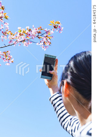 女子 女性 桜 サクラ 春 スマホ 撮る SNS シェア 共有 5G テクノロジー 人物 日本人 女子 女性 桜 サクラ 春 スマホ 撮る SNS シェア 共有 5G テクノロジー 人物 日本人 64184575