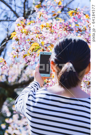 女子 女性 桜 サクラ 春 スマホ 撮る SNS シェア 共有 5G テクノロジー 人物 日本人 女子 女性 桜 サクラ 春 スマホ 撮る SNS シェア 共有 5G テクノロジー 人物 日本人 64184577