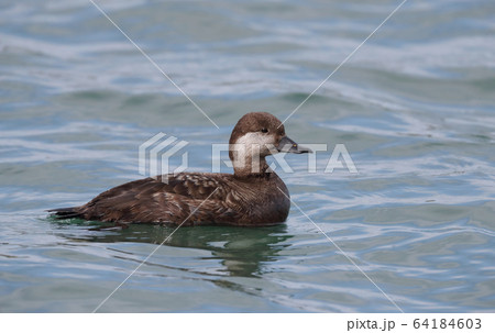 クロガモ 64184603