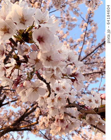 花びら 葉 幹 64184604