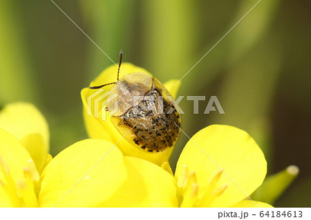 生き物　昆虫　カメノコハムシ、黒い粒々の混じる薄茶色の体。大きさは七ミリ前後 64184613