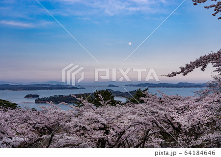 宮城県　松島町　満開の桜と西行戻しの松公園　春の松島湾　夕暮れの月 64184646