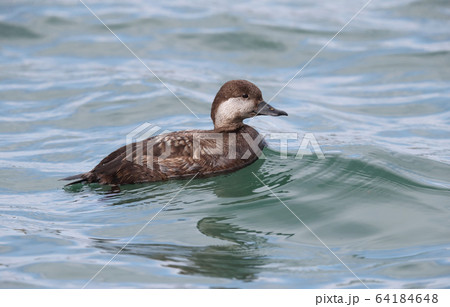 クロガモのメス 64184648