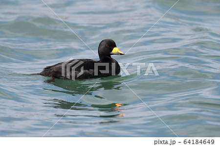 クロガモのオス クロガモのオス 64184649