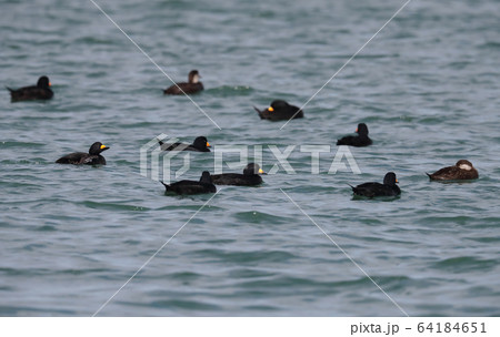 クロガモの群れ 64184651