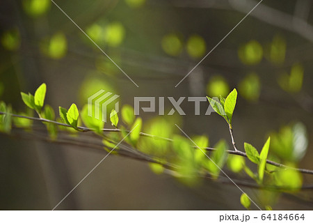春 芽 若葉 64184664