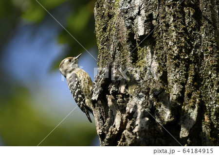 コゲラ 64184915