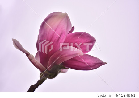 ジャモクリョン マグノリア 春の花 64184961