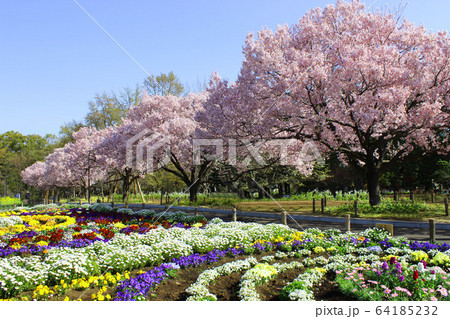芦花公園の花 芦花公園の花 64185232
