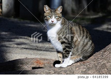 キジ白の猫 目が合うの写真素材