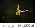 モリアオガエル 64185516