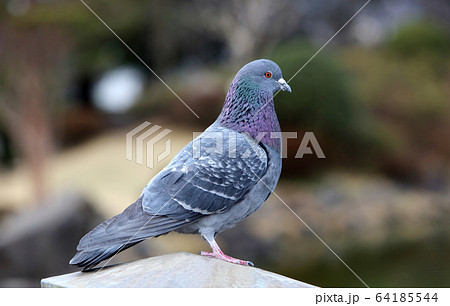 ハト 鳩 の画像素材 ピクスタ