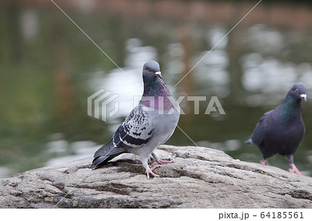 ハト 鳩 の画像素材 ピクスタ