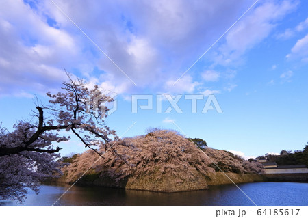 石垣の桜 64185617
