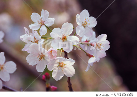春イメージ(桜の花) 春イメージ(桜の花) 64185839
