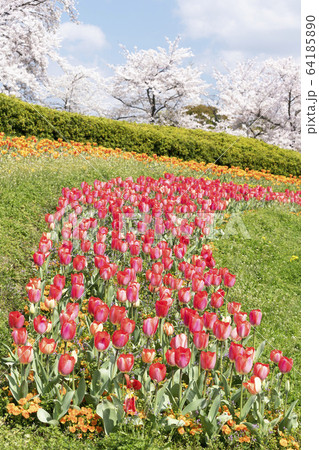 桜とチューリップのコラボ 64185890
