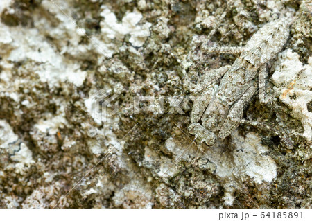 Praying Mantis on the rock in tropical forest. Mantis disguise or camouflage as a stone. Closeup and copy space. 64185891