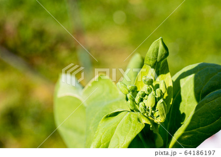 のらぼう菜(菜の花)の栽培 のらぼう菜(菜の花)の栽培 64186197