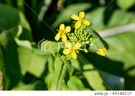 のらぼう菜（菜の花）の栽培 64186217