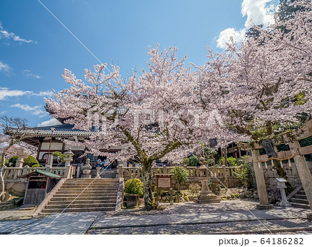 桜が満開の有馬温泉 温泉寺 桜が満開の有馬温泉 温泉寺 64186282