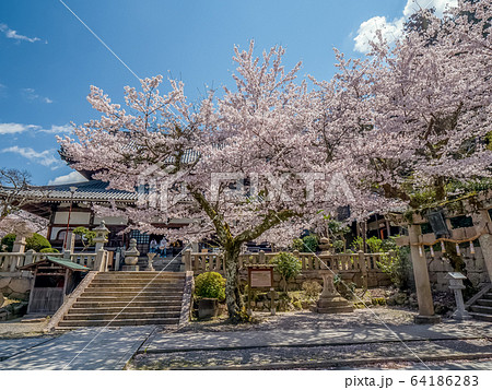 桜が満開の有馬温泉　温泉寺 64186283