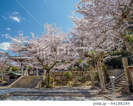桜が満開の有馬温泉 温泉寺 桜が満開の有馬温泉 温泉寺 64186284
