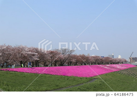 桜並木と芝桜 64186475