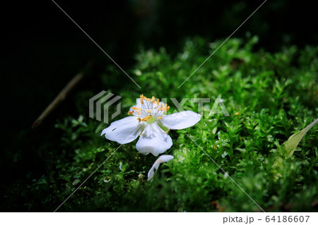 苔と白い花 64186607